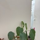 [청라 속눈썹 연장 후기] 유이뷰티에서 예쁘게 받고 왔어요! 💖