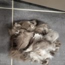 고고펫 | [고고펫] 집으로 출장오는 고양이 무마취 미용 후기!!