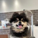 견공간샵 이미지