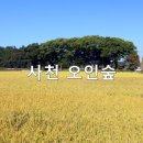 오인숲 이미지