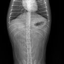 미사서울동물병원 이미지