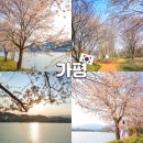 황토자라가든 | 가평 데이트코스 자라섬 꽃구경 꽃축제 정보