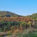 단풍농장 이미지