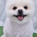 도담애견 이미지