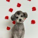 댕스미스 애견미용 이미지