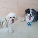 멍애견카페 이미지