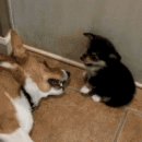 우리동네개냥이