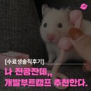 오즈커뮤니케이션주 | 개발부트캠프를 추천하는 이유 | 전공자 | 수료생 후기
