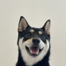 강아지맛집 이미지