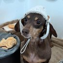 댕댕이 살롱 이미지