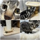 클리어하우스 | 클리어 바이 고양이 등반 스크래처 스크래처볼2 하우스 타워| 아기고양이캣타워, 스크래쳐 후기