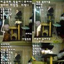 루이네 이미지