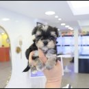 개키우는남자 강아지분양 대구본점 이미지