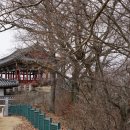 임실덕천리가침박달군락 | 임실 덕천리 가침박달 군락_산개나리 군락