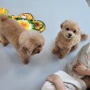 저스트멍토피아 네이버블로그