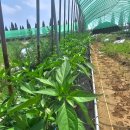 샛별농장 이미지