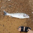 쏠플레오 이미지