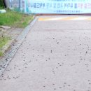 온천천일대10 이미지