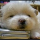 예뿐강아지 이미지