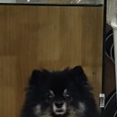 빛나개살롱 이미지