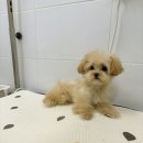 강아지분양 말랑퍼피 이미지