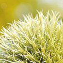 [지방교회] 지도 뒤의 한 사람 이미지