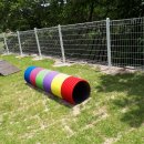 힐링애견 이미지