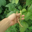 하루네 농장 이미지