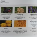 뷰티플렉스인셀덤