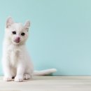 집밥먹개 집밥먹냥 이미지