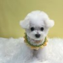 온달 그루밍 이미지