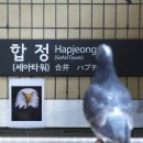 비둘기 이미지