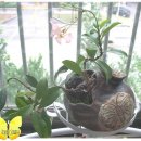 행복나무 이미지