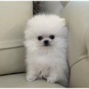 강아지에 빠지다 이미지