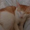 조신옆골 이미지