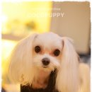 백설 애견샵 이미지