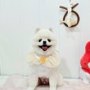 메리몰펫샵 이미지