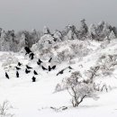 대전일본어문화원&amp;종로일본어문화원 - 마치 「까마귀 멱 감듯」하는군. 이미지