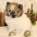 도그마루 강아지 고양이 울산점 이미지