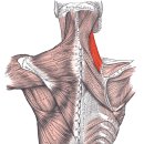 원픽피트니스 이미지