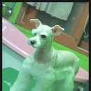 단비펫살롱 이미지