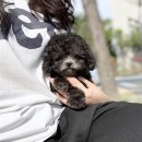 일산요미독강아지분양 | 우리 집 행복 만들기! 요미독 강동강아지분양 솔직 후기