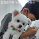 영희랑 바둑이랑 애견미용실 이미지