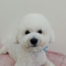 개등드리# 이미지