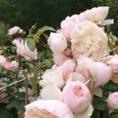 꽃소리BLOSSOM