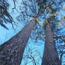 가북구도로삼거리 | 영월 구봉대산_겨울, 법흥사 5대적멸보궁가는길 2026.1.3