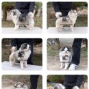 폼스키 분양 폼스몽 강남본점 | 폼스키 분양가격 견종 분양가 특징 주의점