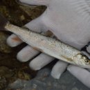 원통중학교 이미지