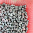 2025. 06. 28. 블루베리 하우스 가지치기 이미지