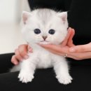 부산고양이분양 미유펫 | 부산고양이분양 미유펫 고민없이!